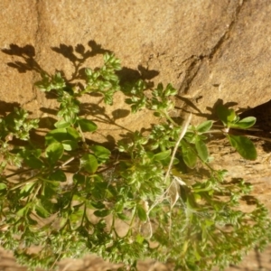 Polycarpon tetraphyllum at Reid, ACT - 27 Nov 2016 05:24 PM