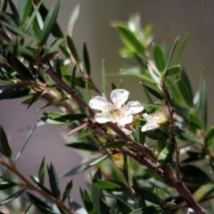 Leptospermum scoparium (Tea Tree) at Yambulla, NSW - 19 Jan 2017 by MichaelMcMaster