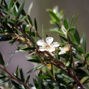 Leptospermum scoparium at Yambulla, NSW - 19 Jan 2017