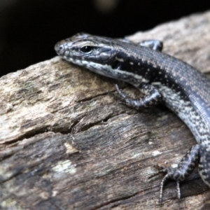 Eulamprus heatwolei at Nadgee, NSW - 19 Jan 2017