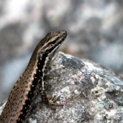 Eulamprus heatwolei (Yellow-bellied Water Skink) at Yambulla State Forest - 19 Jan 2017 by MichaelMcMaster