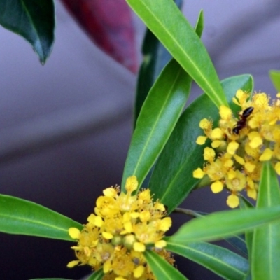 Tristaniopsis laurina (Kanooka, Water Gum) at Yambulla, NSW - 19 Jan 2017 by MichaelMcMaster