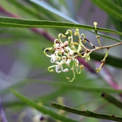 Lomatia myricoides (River Lomatia) at Yambulla State Forest - 19 Jan 2017 by MichaelMcMaster