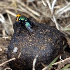 Amenia imperialis (Yellow-headed blowfly) at Narrabarba, NSW - 19 Jan 2017 by MichaelMcMaster