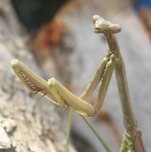 Archimantis sp. (genus) at Kambah, ACT - 21 Jan 2017