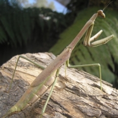 Archimantis sp. (genus) at Kambah, ACT - 21 Jan 2017 09:12 AM