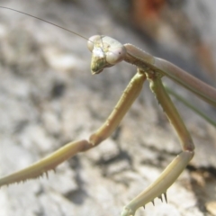 Archimantis sp. (genus) at Kambah, ACT - 21 Jan 2017