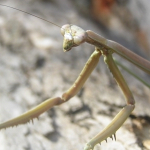 Archimantis sp. (genus) at Kambah, ACT - 21 Jan 2017