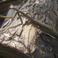 Archimantis sp. (genus) at Kambah, ACT - 21 Jan 2017 09:12 AM