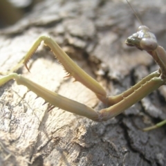 Archimantis sp. (genus) at Kambah, ACT - 21 Jan 2017 09:12 AM