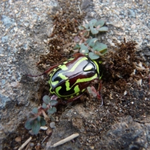 Eupoecila australasiae at Hawker, ACT - 13 Jan 2017