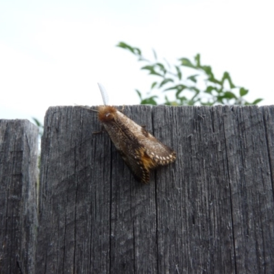 Epicoma contristis (Yellow-spotted Epicoma Moth) at Hawker, ACT - 8 Jan 2017 by WendyW