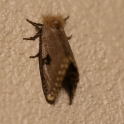 Epicoma contristis (Yellow-spotted Epicoma Moth) at O'Connor, ACT - 6 Jan 2017 by ibaird