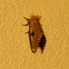 Epicoma contristis at O'Connor, ACT - 6 Jan 2017