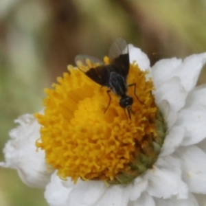 Bombyliidae (family) at Acton, ACT - 9 Jan 2017