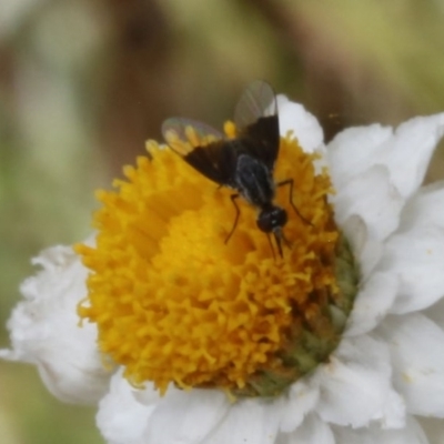 Bombyliidae (family) (Unidentified Bee fly) at Acton, ACT - 9 Jan 2017 by ibaird