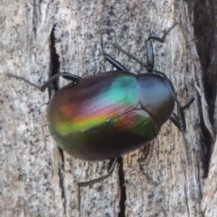 Chalcopteroides cupripennis (Rainbow darkling beetle) at Bonython, ACT - 10 Dec 2016 by MichaelBedingfield