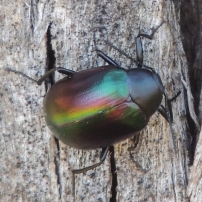 Chalcopteroides cupripennis (Rainbow darkling beetle) at Bonython, ACT - 10 Dec 2016 by MichaelBedingfield