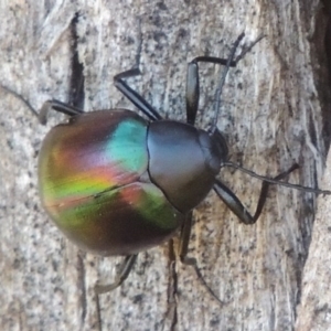 Chalcopteroides cupripennis at Bonython, ACT - 10 Dec 2016