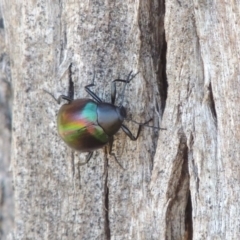 Chalcopteroides cupripennis at Bonython, ACT - 10 Dec 2016 07:12 PM