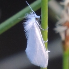 Tipanaea patulella (The White Crambid moth) at Bonython, ACT - 10 Dec 2016 by MichaelBedingfield