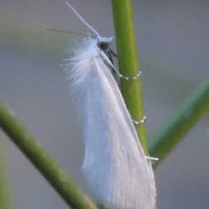 Tipanaea patulella at Bonython, ACT - 10 Dec 2016