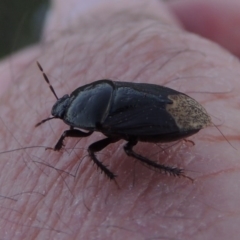 Cydnidae (family) (Burrower bug) at Pine Island to Point Hut - 10 Dec 2016 by MichaelBedingfield