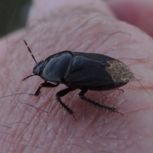 Cydnidae (family) at Pine Island to Point Hut - 10 Dec 2016 08:40 PM