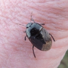 Cydnidae (family) at Pine Island to Point Hut - 10 Dec 2016 08:40 PM