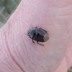 Cydnidae (family) at Pine Island to Point Hut - 10 Dec 2016 08:40 PM