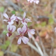 Pelargonium australe (Austral Stork's-bill) at Isaacs, ACT - 22 Jan 2017 by Mike