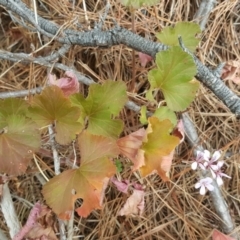 Pelargonium australe at Isaacs, ACT - 22 Jan 2017