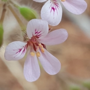 Pelargonium australe at Isaacs, ACT - 22 Jan 2017