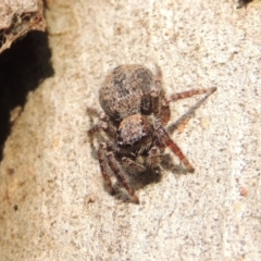 Servaea sp. (genus) (Unidentified Servaea jumping spider) at Pollinator-friendly garden Conder - 16 Dec 2016 by michaelb