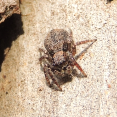 Servaea sp. (genus) (Unidentified Servaea jumping spider) at Pollinator-friendly garden Conder - 16 Dec 2016 by michaelb