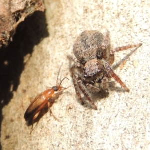 Servaea sp. (genus) at Conder, ACT - 17 Dec 2016