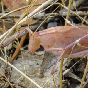 Polichne parvicauda at Sutton, NSW - 22 Jan 2017