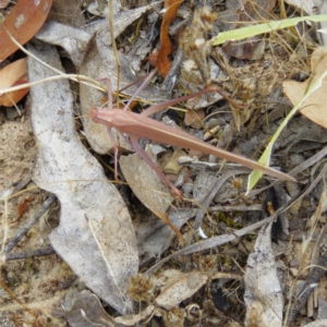 Polichne parvicauda at Sutton, NSW - 22 Jan 2017