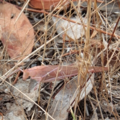 Polichne parvicauda at Sutton, NSW - 22 Jan 2017