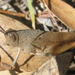 Goniaea carinata at Kambah, ACT - 22 Jan 2017