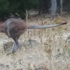 Notamacropus rufogriseus (Red-necked Wallaby) at Isaacs Ridge - 18 Jan 2017 by Mike