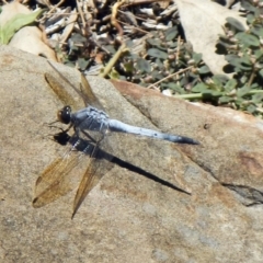 Orthetrum caledonicum (Blue Skimmer) at Canberra Central, ACT - 20 Jan 2017 by Alison Milton