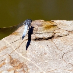 Orthetrum caledonicum at Canberra Central, ACT - 21 Jan 2017 10:33 AM