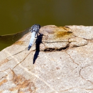 Orthetrum caledonicum at Canberra Central, ACT - 21 Jan 2017