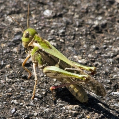 Gastrimargus musicus (Yellow-winged Locust or Grasshopper) at ANBG - 21 Jan 2017 by AlisonMilton