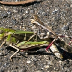 Gastrimargus musicus at Acton, ACT - 21 Jan 2017 02:51 PM