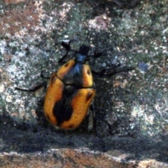 Chondropyga dorsalis (Cowboy beetle) at ANBG - 21 Jan 2017 by Alison Milton