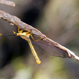 Nymphes myrmeleonoides at Canberra Central, ACT - 21 Jan 2017