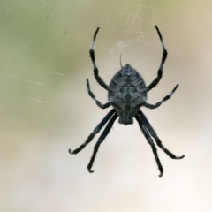 Hortophora transmarina (Garden Orb Weaver) at Acton, ACT - 21 Jan 2017 by Alison Milton