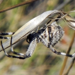 Hortophora transmarina at Acton, ACT - 21 Jan 2017